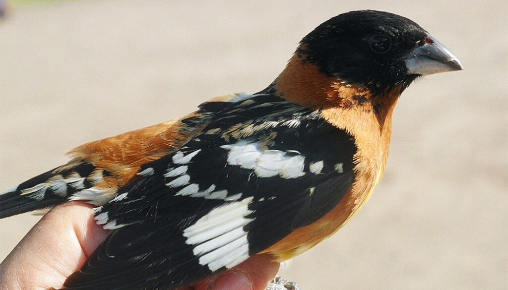 Black-headed-Grosbeak