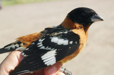 Black-headed-Grosbeak