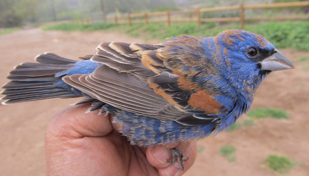 Blue-Grosbeak