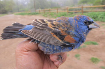 Blue-Grosbeak