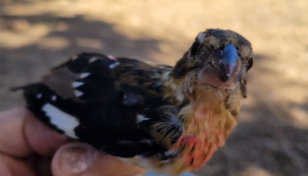 Red-breasted-Grosbeak