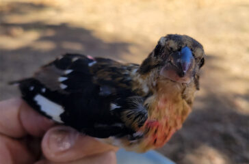 Red-breasted-Grosbeak