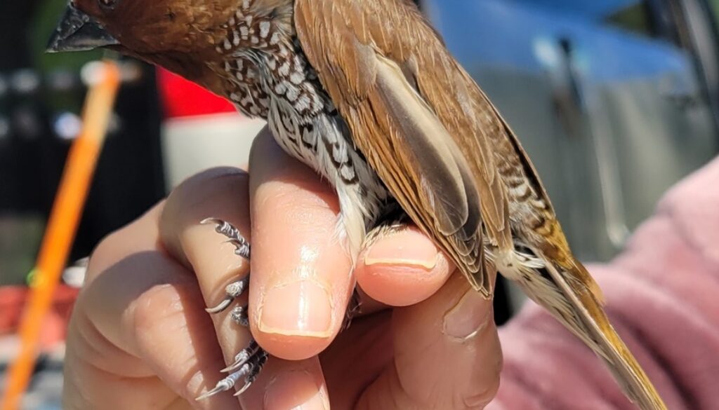 Scaly-breasted Munia