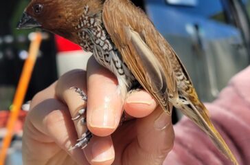 Scaly-breasted Munia