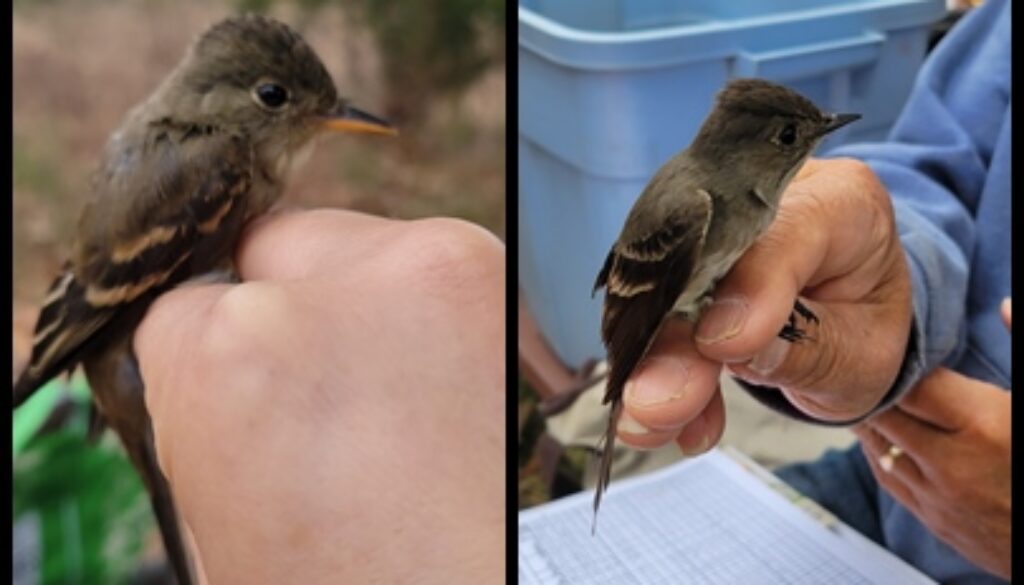 willow flycatcher vs western wood pewee