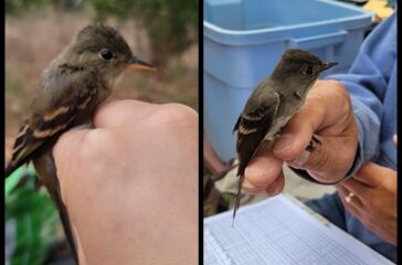 willow flycatcher vs western wood pewee